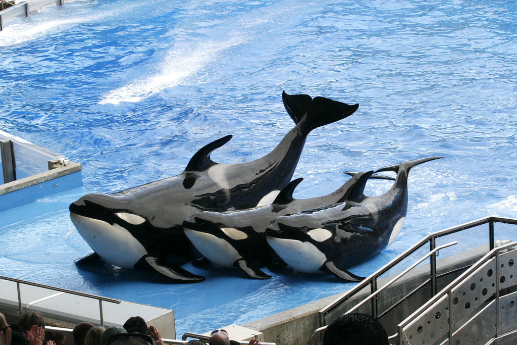 Parque SeaWorld em Orlando: show com baleias
